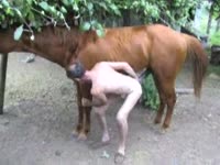 Gay beastiality video with a brown horse